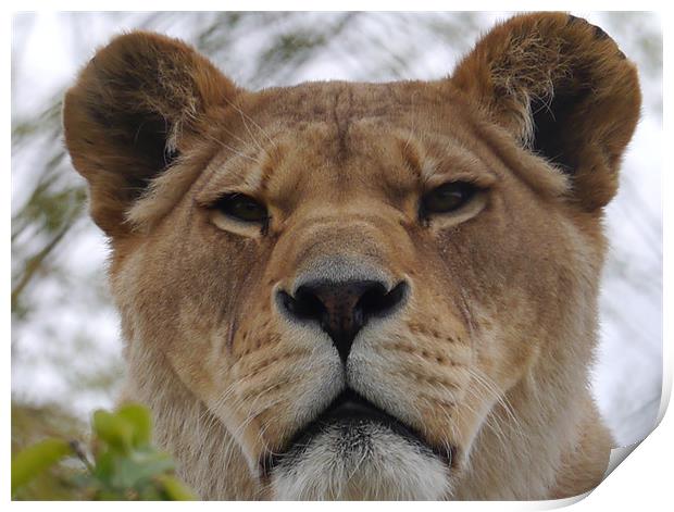 Lioness Portrait Print by sharon bennett