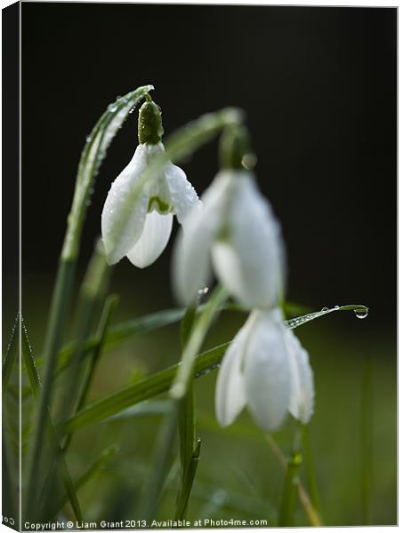 Snowdrops covered in dew droplets. Canvas Print by Liam Grant