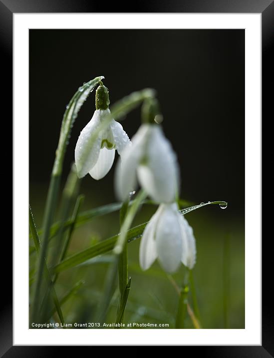 Snowdrops covered in dew droplets. Framed Mounted Print by Liam Grant