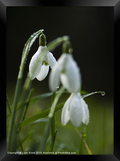 Snowdrops covered in dew droplets. Framed Print by Liam Grant