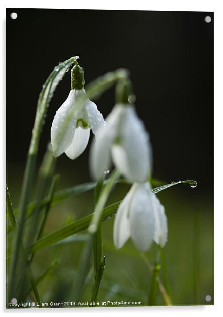 Snowdrops covered in dew droplets. Acrylic by Liam Grant