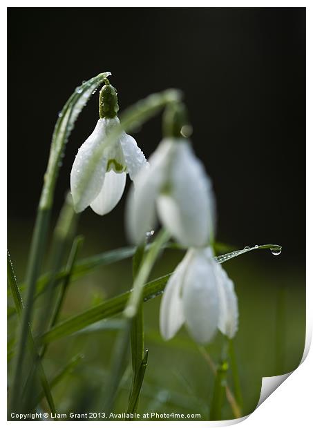 Snowdrops covered in dew droplets. Print by Liam Grant