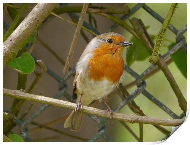 Robin with his lunch Print by sharon bennett