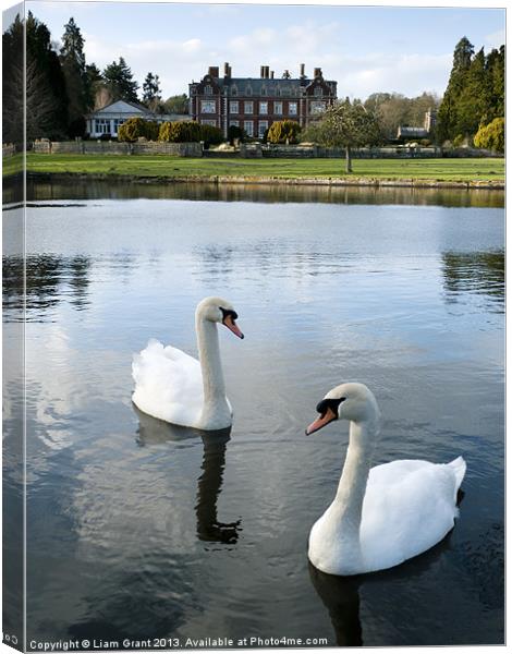 Swans on the lake, with Lynford Hall beyond. Canvas Print by Liam Grant