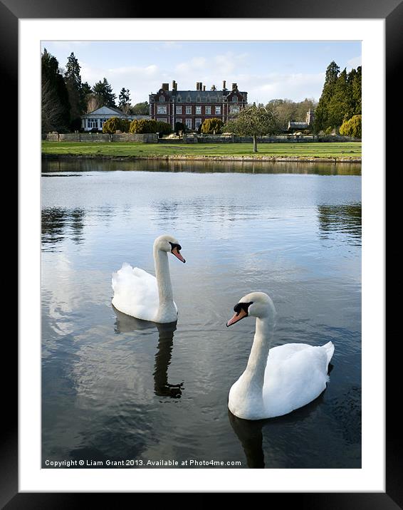 Swans on the lake, with Lynford Hall beyond. Framed Mounted Print by Liam Grant