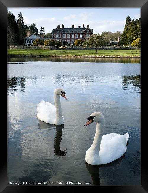 Swans on the lake, with Lynford Hall beyond. Framed Print by Liam Grant