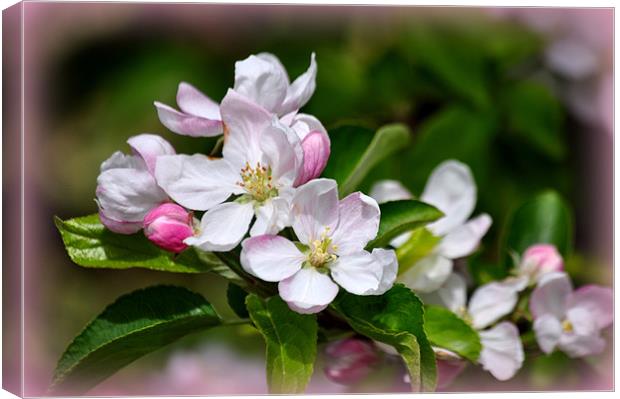 apple blossom Canvas Print by sue davies