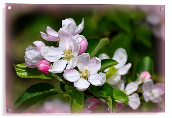 apple blossom Acrylic by sue davies