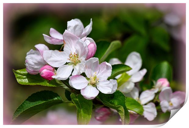 apple blossom Print by sue davies