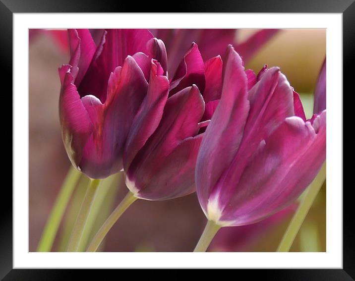 Tulips in the wind Framed Mounted Print by sharon bennett