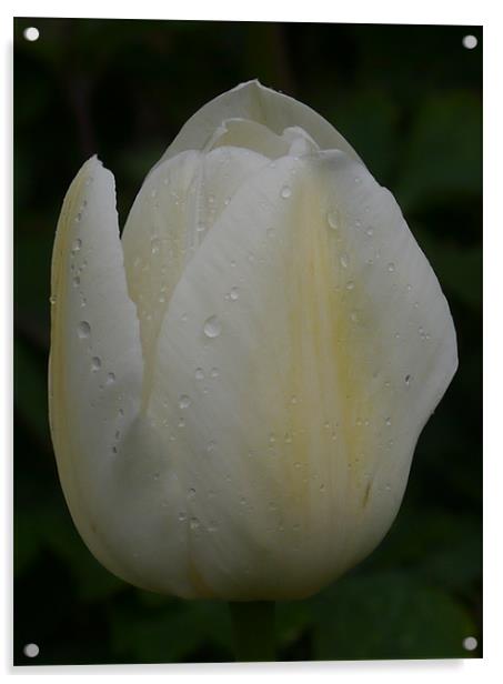 Tulip in the rain Acrylic by sharon bennett