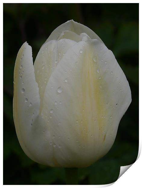 Tulip in the rain Print by sharon bennett
