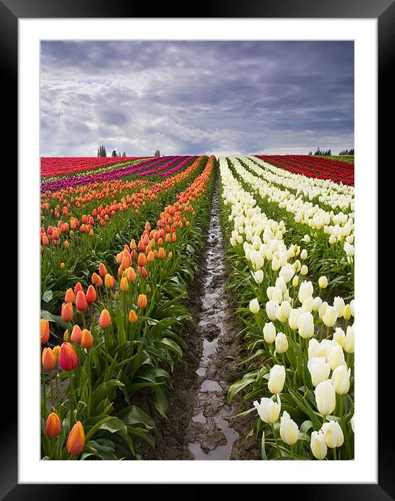 Sea of Color  Framed Mounted Print by Mike Dawson
