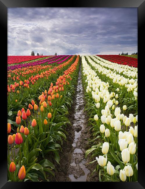 Sea of Color  Framed Print by Mike Dawson