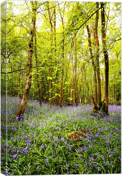 Bluebells and Trees Canvas Print by Robert  Radford