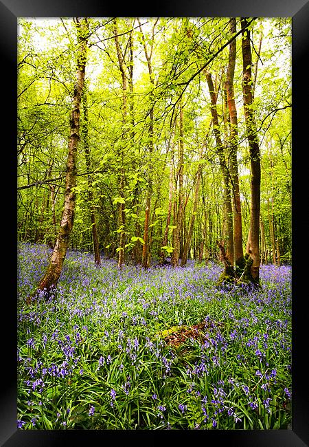 Bluebells and Trees Framed Print by Robert  Radford