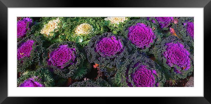 Eat up all your cabbage ... Framed Mounted Print by Tom Gomez