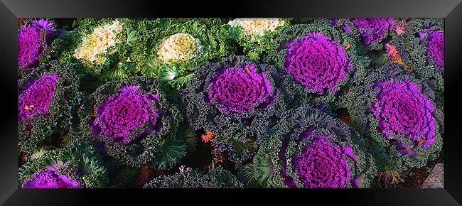 Eat up all your cabbage ... Framed Print by Tom Gomez