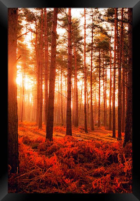 Wokefield Common, West Berkshire Framed Print by Andy Evans Photos