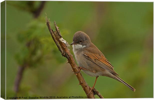 Common Whitethroat Canvas Print by Paul Scoullar