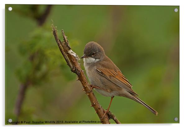 Common Whitethroat Acrylic by Paul Scoullar