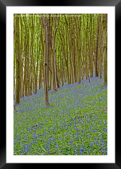 Woodland colour. Framed Mounted Print by John Morgan