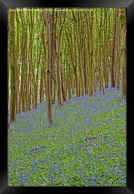 Woodland colour. Framed Print by John Morgan