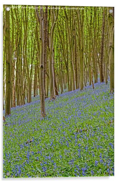 Woodland colour. Acrylic by John Morgan