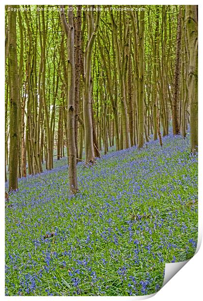 Woodland colour. Print by John Morgan
