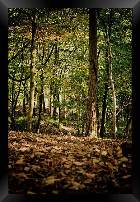 Autumn Woodland Walk Framed Print by Mark Battista