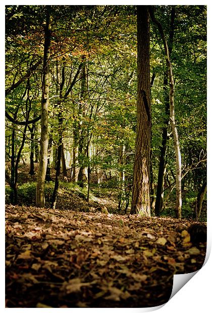 Autumn Woodland Walk Print by Mark Battista