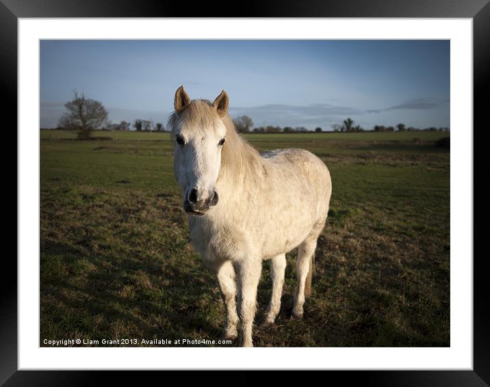 Horse along Peddars Way, Norfolk. Framed Mounted Print by Liam Grant