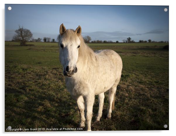 Horse along Peddars Way, Norfolk. Acrylic by Liam Grant