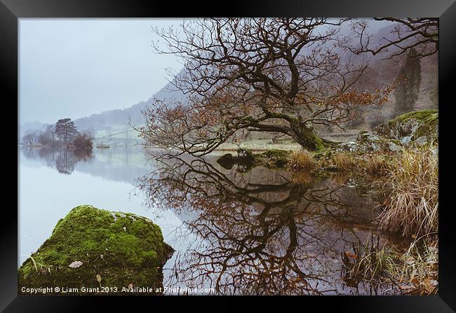 Tree Reflection on Rydal Water. Framed Print by Liam Grant