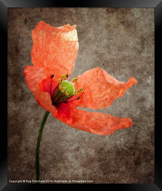 Textured Poppy Framed Print by Ray Pritchard