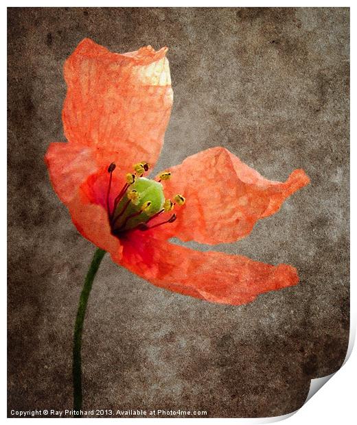 Textured Poppy Print by Ray Pritchard