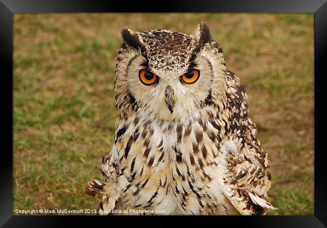 Wide eyed Eagle Owl Framed Print by Mark McDermott