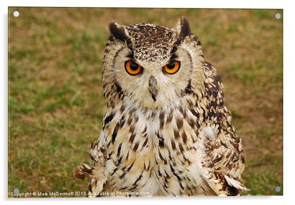 Wide eyed Eagle Owl Acrylic by Mark McDermott