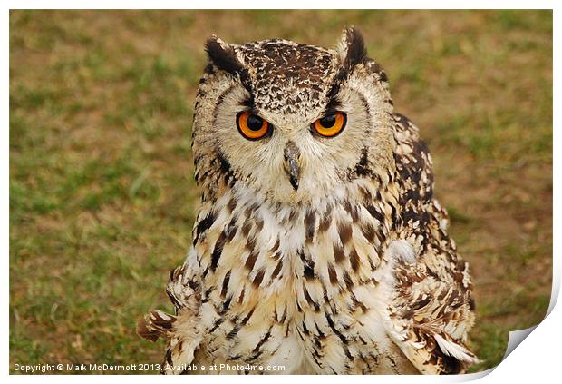 Wide eyed Eagle Owl Print by Mark McDermott