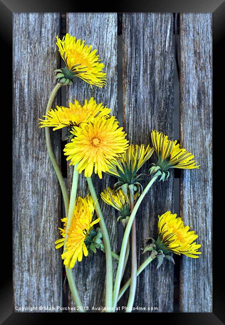 Dandelion Wild Flowers on Old Wood Framed Print by Mark Purches
