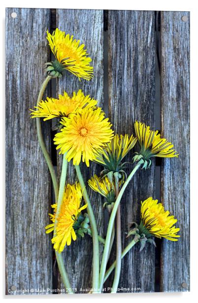 Dandelion Wild Flowers on Old Wood Acrylic by Mark Purches
