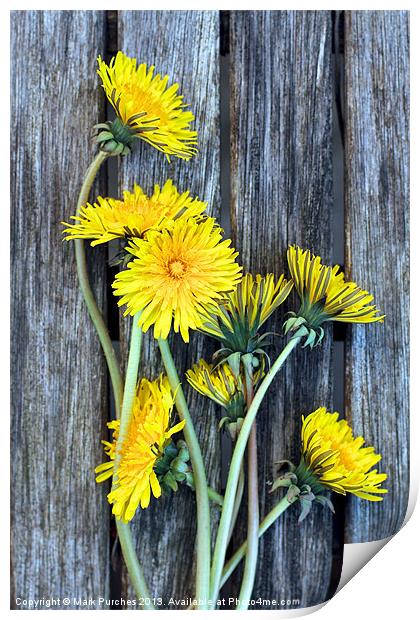 Dandelion Wild Flowers on Old Wood Print by Mark Purches