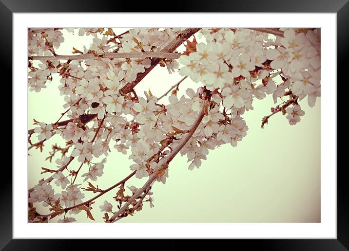 Cherry Blossoms 2 Framed Mounted Print by Nadeesha Jayamanne