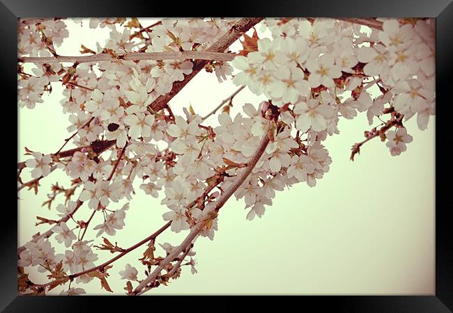 Cherry Blossoms 2 Framed Print by Nadeesha Jayamanne