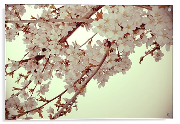 Cherry Blossoms 2 Acrylic by Nadeesha Jayamanne