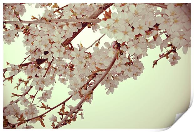 Cherry Blossoms 2 Print by Nadeesha Jayamanne