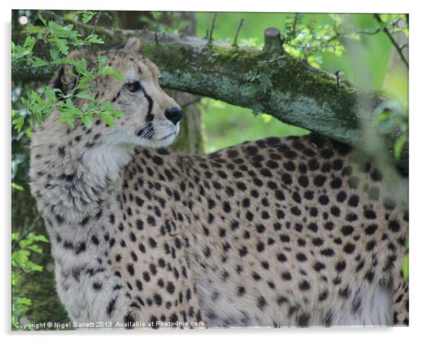 Cheetah Acinonyx jubatus Acrylic by Nigel Barrett Canvas