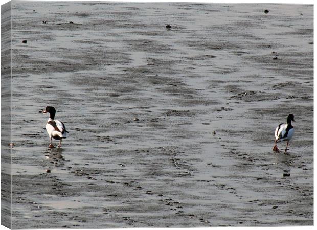 shell duck beach Canvas Print by TERENCE O'NEILL