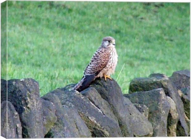 kestrel on a rock Canvas Print by TERENCE O'NEILL