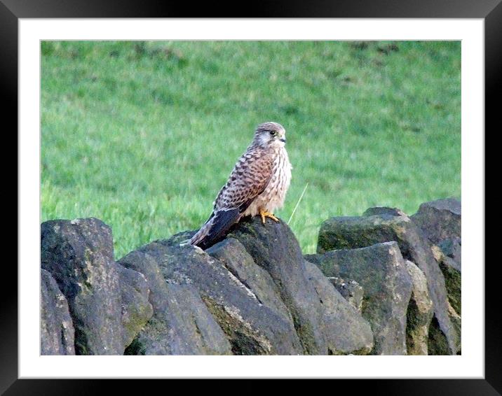 kestrel on a rock Framed Mounted Print by TERENCE O'NEILL